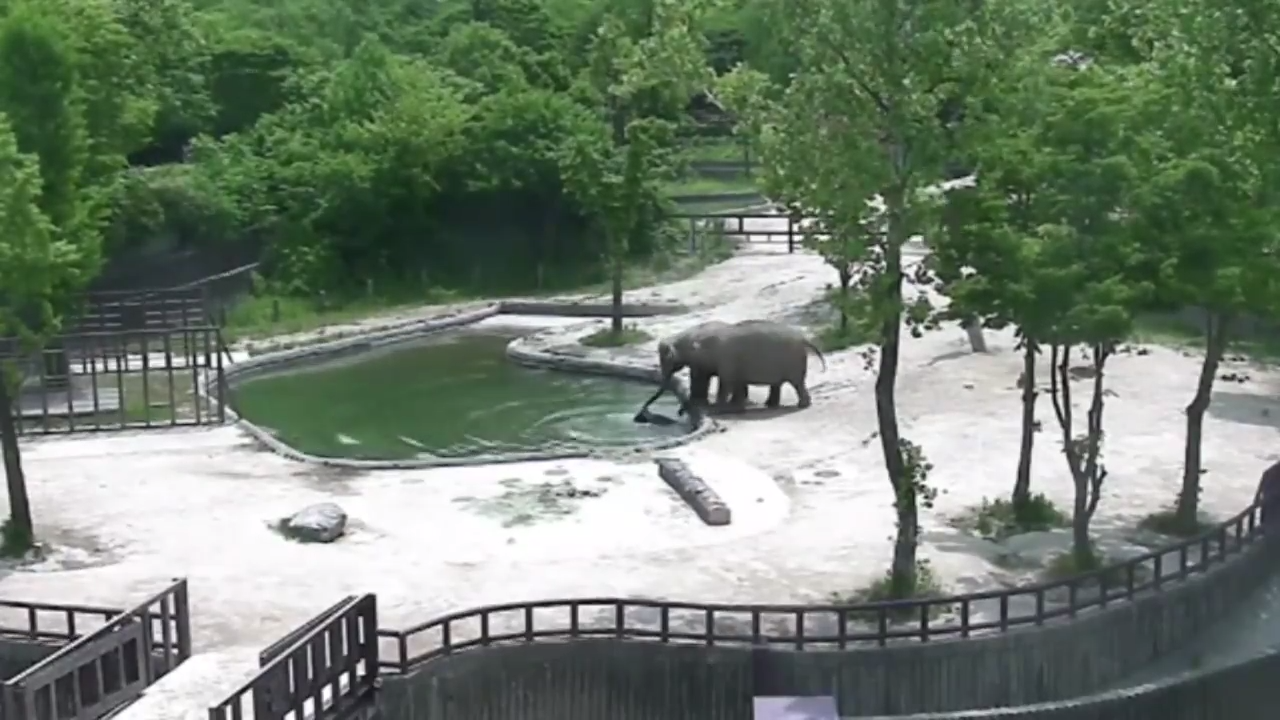 Слон бросается на помощь чтобы спасти малыша смотреть онлайн