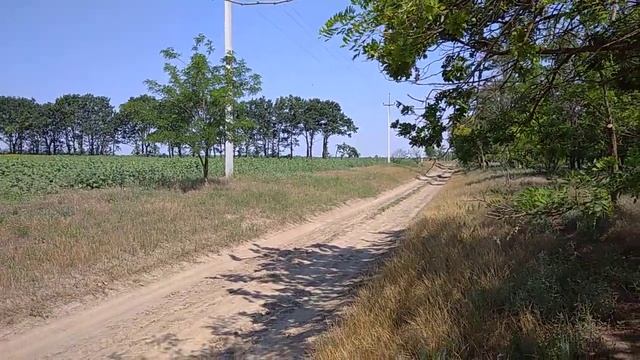 #пчеловодство. Приехоли на подсолнух смотреть онлайн
