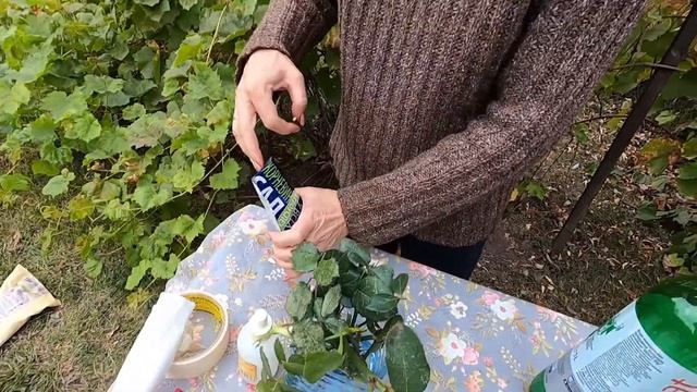 Черенкование роз / ЛЕГКИЙ способ УКОРЕНЕНИЯ черенков РОЗ смотреть онлайн