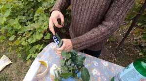 Черенкование роз / ЛЕГКИЙ способ УКОРЕНЕНИЯ черенков РОЗ