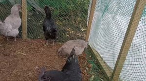 Сибирский курятник! Строим новый загон для кур.