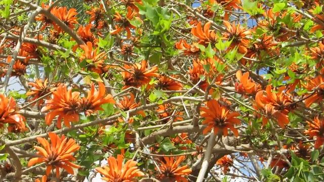 Эритрина-коралловое дерево!Эритрина каффская!Кирьят-Ям.Израиль. смотреть онлайн