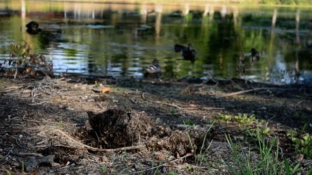 Наблюдаю за уткой смотреть онлайн