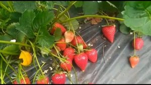 Прими клубника?. Финал. сорт на миллион