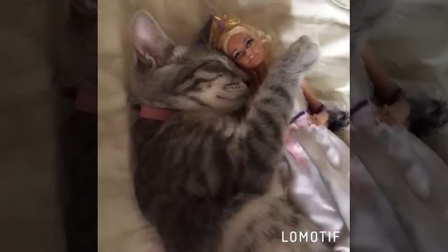 Как мило киса спит смотреть онлайн
