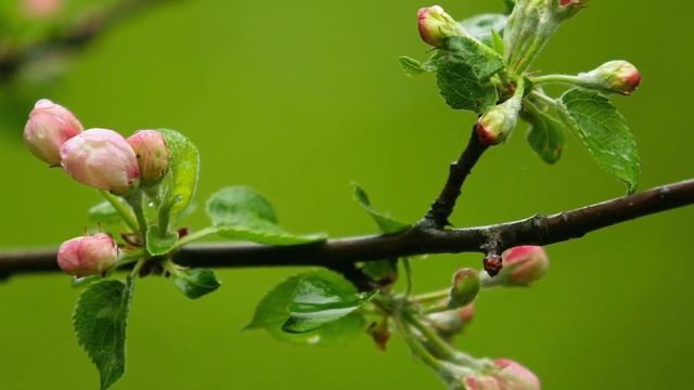 Деревья весной. Как распускаются листья