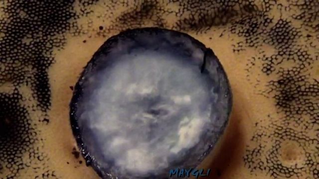 Редкий красно-книжный гриб Синяк. смотреть онлайн