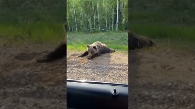 НАШ ДОБРЫЙ МИШКА. смотреть онлайн