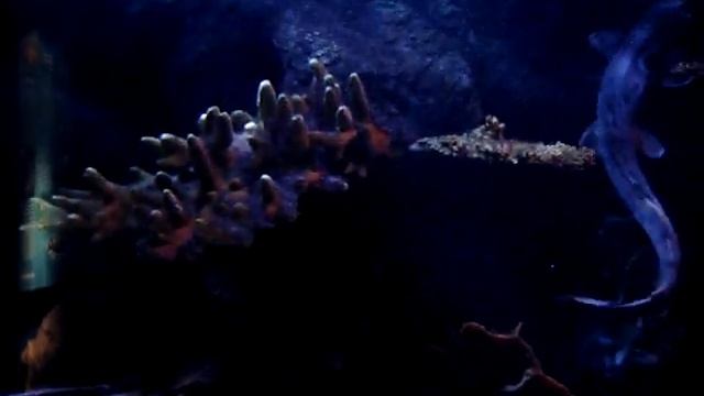 Pterois volitans смотреть онлайн