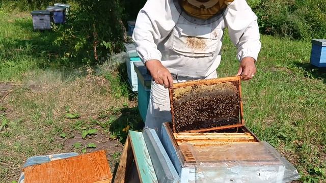 Сборка гнезда без воровства смотреть онлайн