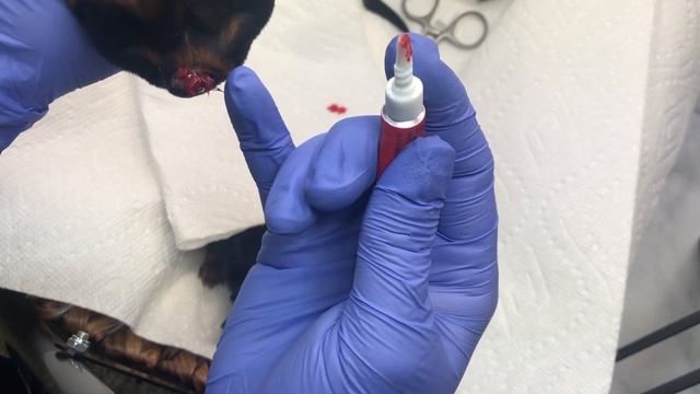 Tail Dock and dew claws- Yorkie Rottweiler etc. смотреть онлайн