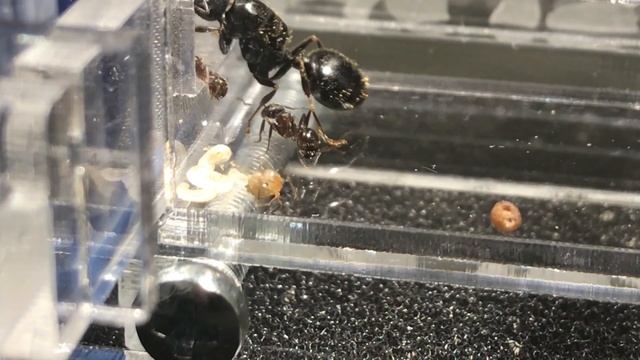 НОВОРОЖДЕННЫЙ МУРАВЕЙ ЖНЕЦ. МУРАВЬИНАЯ ФЕРМА