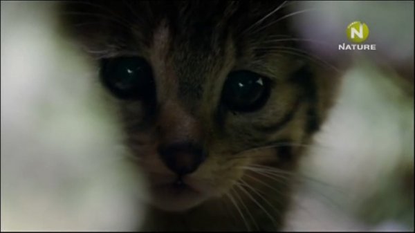 Wild Cats Hidden in German Forests