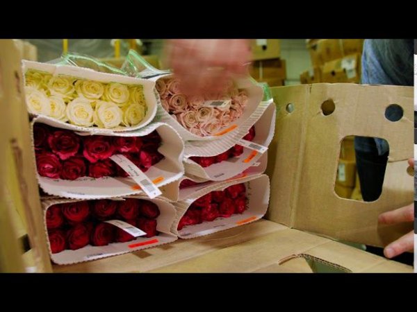 GFG | ЦВЕТЫ ОПТОМ.Роза, микс, плантация Red Lands, Кения.