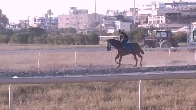 #RACEHORSE #MORNING #TRAINING with MARIO MINA CYPRUS ТРЕНИРОВКА ЛОШАДЕЙ на #ИППОДРОМЕ КОННЫЙ СПОР смотреть онлайн