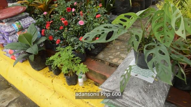 QUEZON CITY CIRCLE | Plant Nursery Tour | EP 19 смотреть онлайн