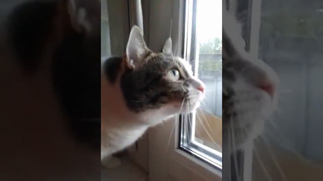 Кот пищит на голубя смотреть онлайн