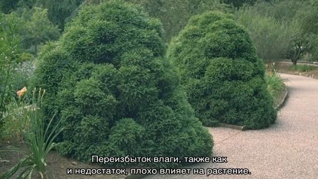 Криптомерия Японская — комнатные виды и для выращивания в открытом грунте смотреть онлайн