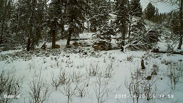 Deer herd смотреть онлайн