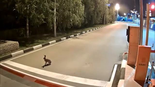 Возле проходной Московского НПЗ ночью гулял заяц смотреть онлайн