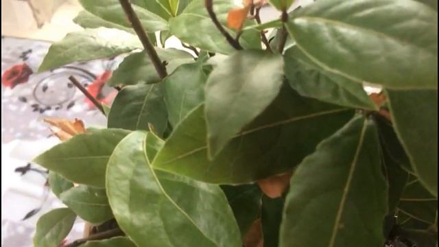 Зачем растениям необходим период покоя? Учимся понимать растения.. смотреть онлайн