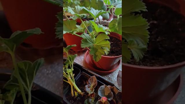 Укоренились за две недели.