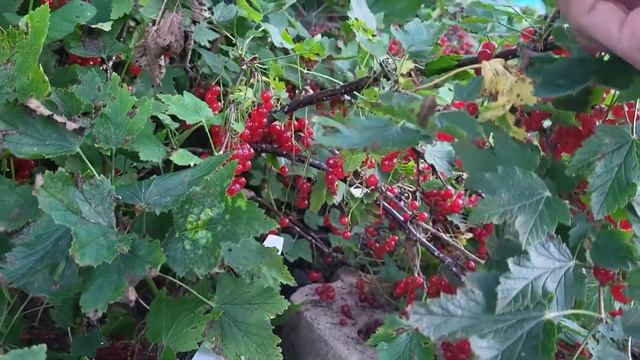 Томаты которые никогда не подводят. Море смородины смотреть онлайн