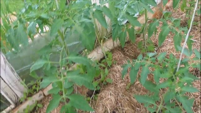 ТОМАТЫ В ТЕПЛИЦЕ И В ОТКРЫТОМ ГРУНТЕ Капуста на улице и под спанбондом смотреть онлайн