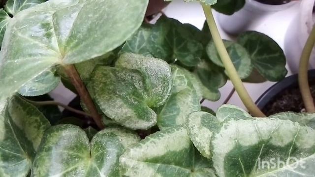 SOS! ?Паутинный клещ на цикламене! смотреть онлайн