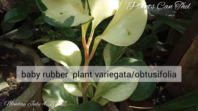 7/4/22 #427:50 Plants with names смотреть онлайн