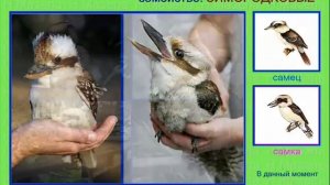 Кукабарра. Голоса птиц