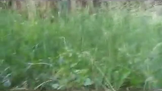 Посадка плодовых деревьев