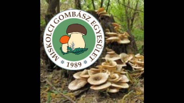 A Miskolci Gombász Egyesület honlapjának sikere_20171129 смотреть онлайн