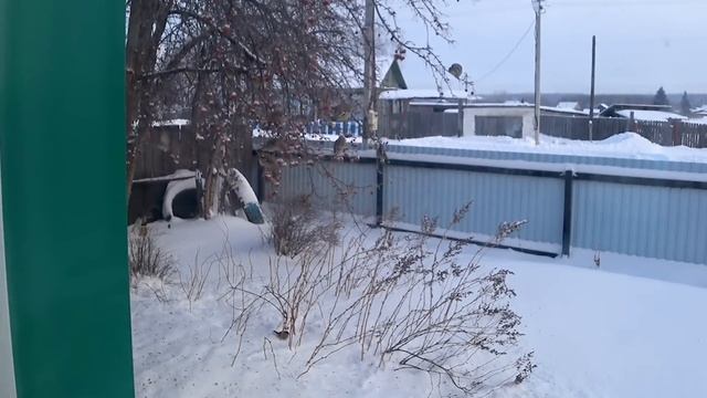 ПОЧЕМУ МАША НИКОГДА НЕ СНИМАЕТ КОЛЬЦА? ИЗ ГОРОДА В ДЕРЕВНЮ 569 серия смотреть онлайн