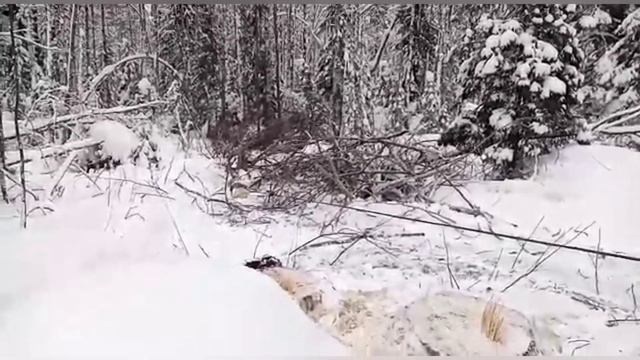 МТЗ 82 с лебёдкой. Трелёвка леса.