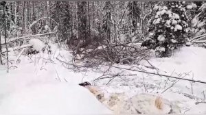 МТЗ 82 с лебёдкой. Трелёвка леса.