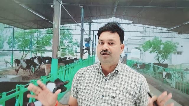 15 से 20 लीटर दूध के लिए गाय को क्या खिलाएं ?  मात्रा विधि A To Z जानकारी