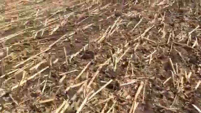 Дон 114 посев по подсолнечнику 2 смотреть онлайн