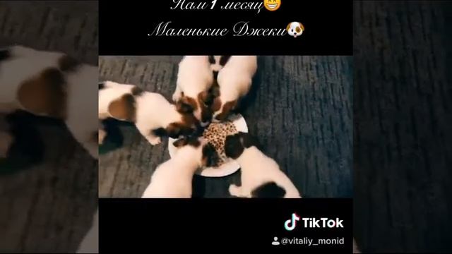 Щенкам Джек Рассел Терьер 1 месяц. Кормление щенков ? смотреть онлайн