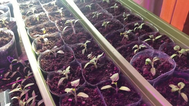 Обзор рассады томатов! Всё идёт по плану. смотреть онлайн