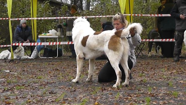 Монопородная выставка САО в г. Александров (13.10.12) смотреть онлайн