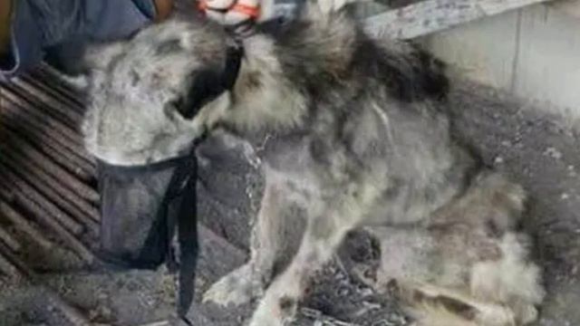 Брошенная собака была похожа на высохший скелет — 10 месяцев спустя её просто не узнать! смотреть онлайн