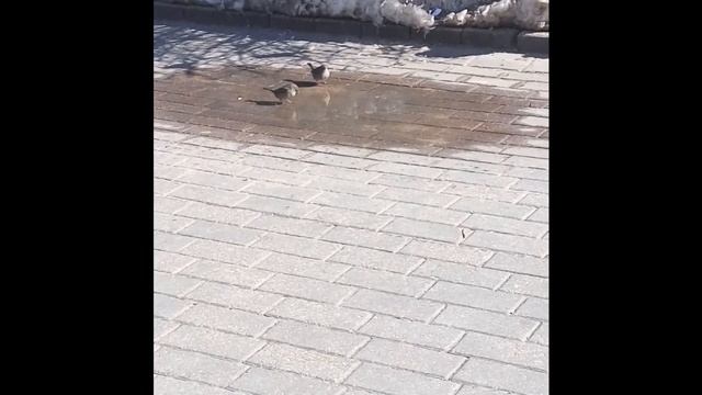 В мире животных. Воробьи. Удивительное рядом. смотреть онлайн