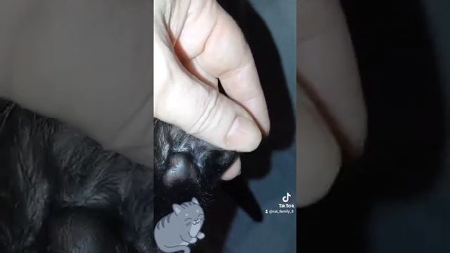 #лапка. СКОЛЬКО ПАЛЬЧИКОВ НА НОЖКЕ КОТИКОВ ♥️ смотреть онлайн