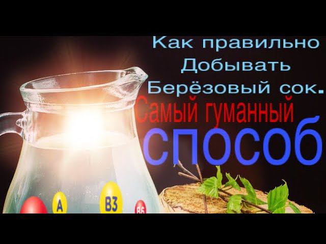 Как правильно собирать берёзовый сок. Самый гуманный способ! смотреть онлайн