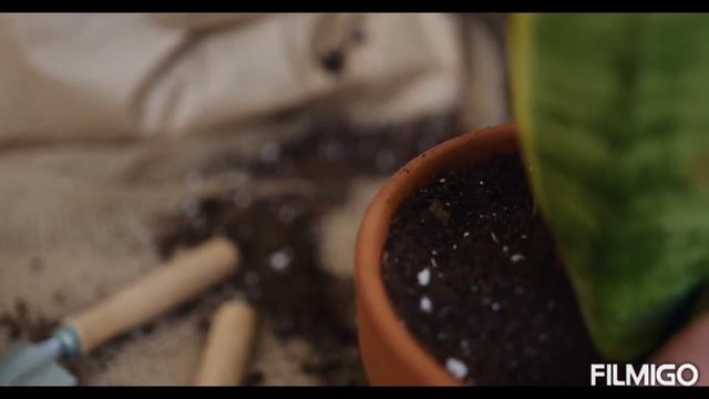 How to care indoor plants in hindi /indoor plant care tips/कैसे indoor प्लांट्स की केयर करे हिंदी смотреть онлайн