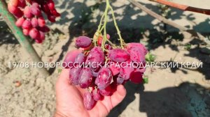 Виноград Ася  Загорулько В. В.