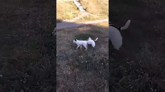 Лиса выгуливает Джек Рассела ) / fox / pet fox / dog смотреть онлайн