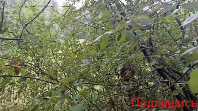 МЕТАЛОКОП! АРХИВНОЕ ВИДЕО МНОГО ОТБОРНОГО МЕТАЛЛА! смотреть онлайн