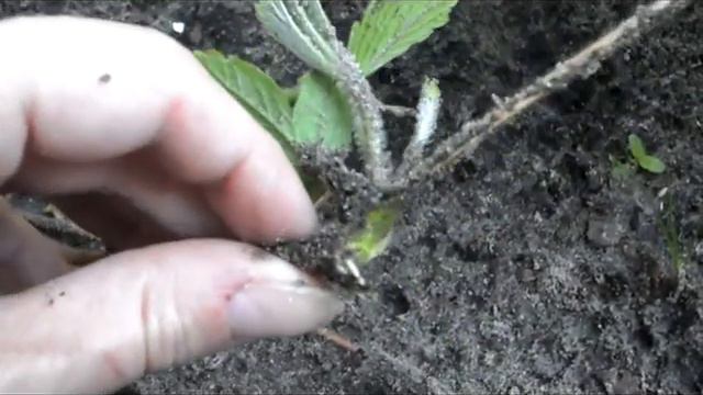 Hoe stek je het MAKKELIJKSTE Aardbeien смотреть онлайн